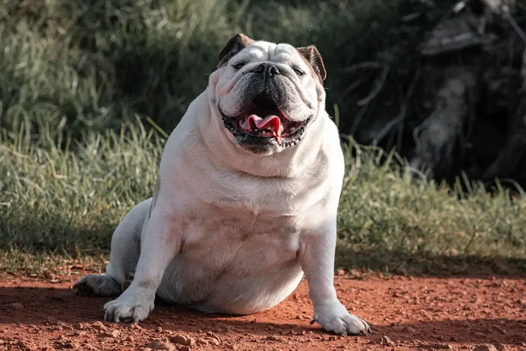Obesidad en los perros