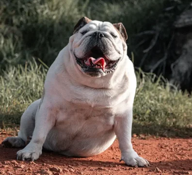 Obesidad en los perros