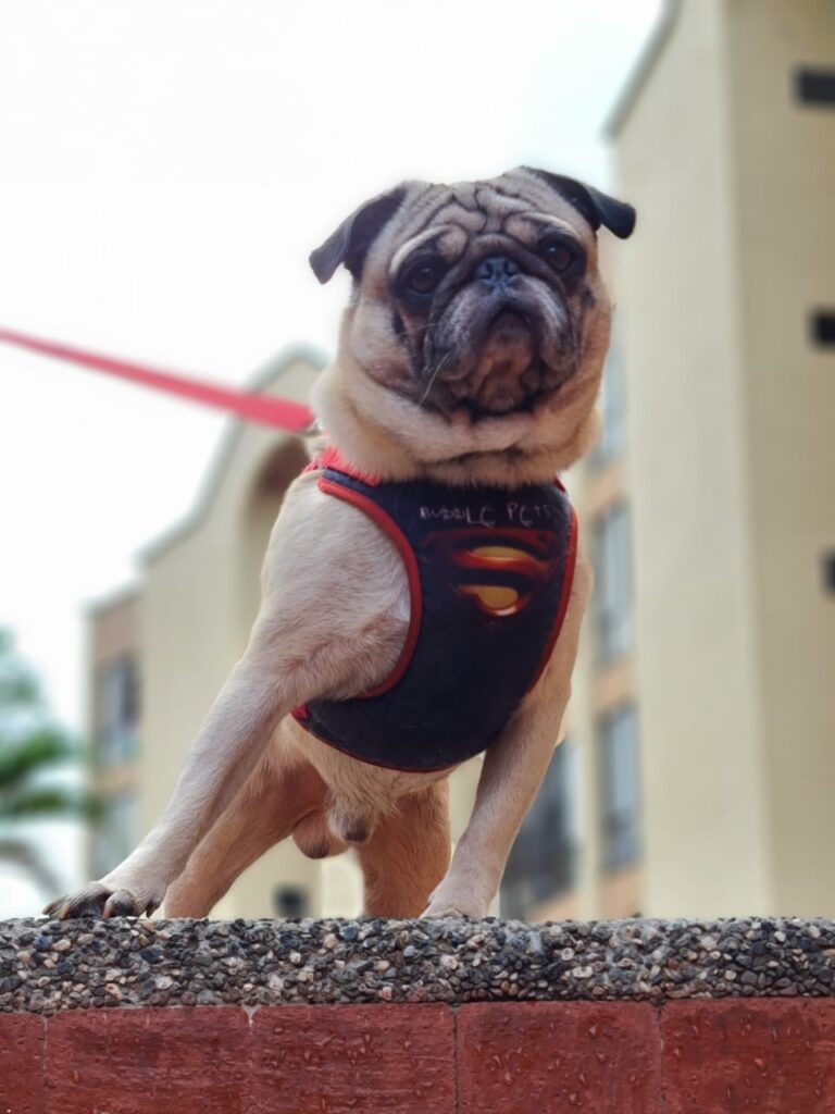 Spike Fernando Ortiz