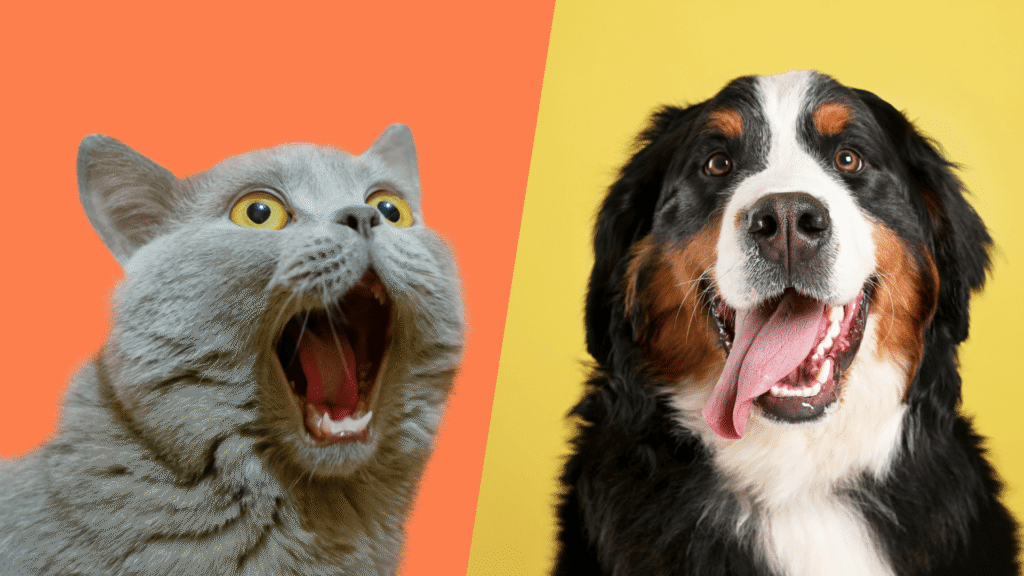 ¿Es mejor tener perros o gatos?