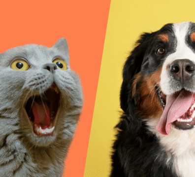 ¿Es mejor tener perros o gatos?